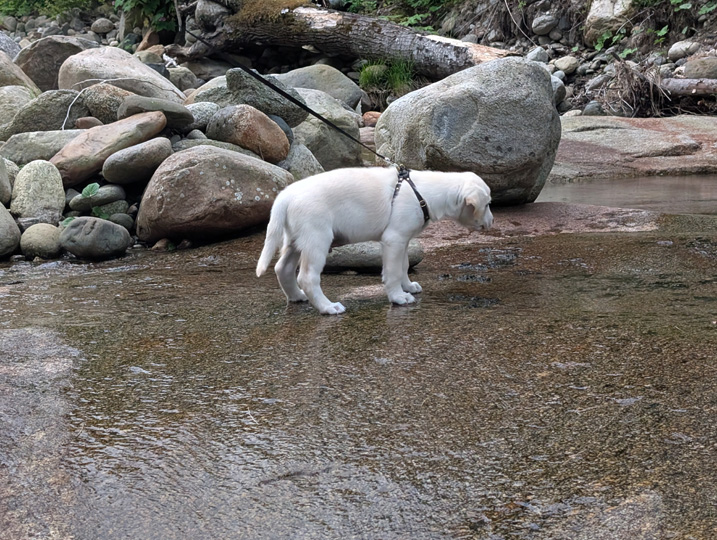 chinook dog